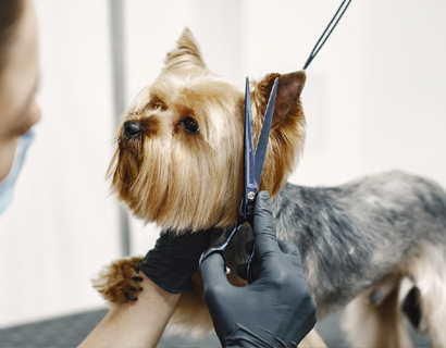 Quid Considerandum est Quando Eligens Pet Grooming Scissors?